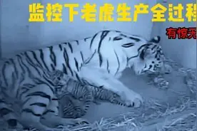 监控下老虎生产全过程。有惊无险！视频封面