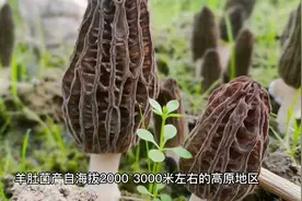 羊肚菌的功效与作用，以及营养价值视频封面