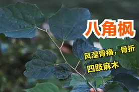 这种植物叫八角枫，用于风湿骨痛四肢麻木骨折的一味草药，了解下视频封面