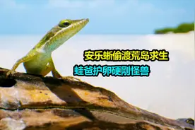 安乐蜥偷渡荒岛求生，科奎蛙爸独自护蛙卵硬刚黏液怪兽视频封面