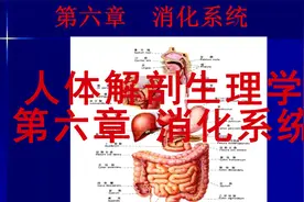 人体解剖生理学 第六章 消化系统【转载】视频封面