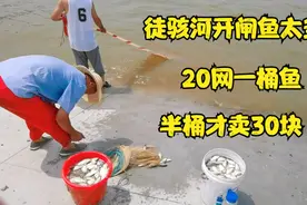 徒骇河开闸放水，大爷20网打一桶鱼，一网几十条，半桶鱼才卖30块视频封面