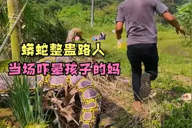 国外蟒蛇整蛊路人：当场吓晕孩子的妈 现场气氛紧张视频封面
