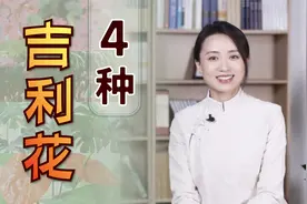 客厅摆放什么花好呢？首选4种“吉利花”，既好看又旺家视频封面
