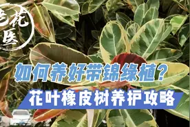 花金刚叶子为什么变绿了？如何养好橡皮树？花叶橡皮树养护攻略视频封面