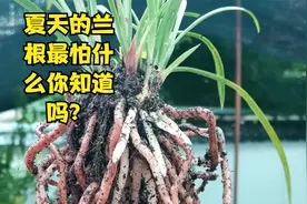 兰花根系最怕什么？夏天阳台养兰花，新手兰友别踩3个误区视频封面