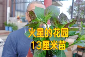 差点5星的绣球花评测：火星的花园13厘米万结珠和魔幻红宝石