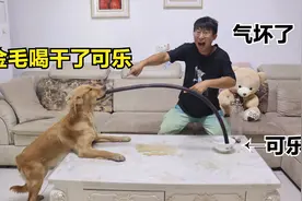 小伙只让金毛喝一口可乐，它却用粗管一口喝干了一碗，小伙气坏了视频封面