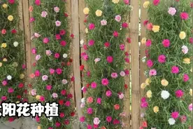 用可乐瓶做太阳花盆景，既简单又好看视频封面