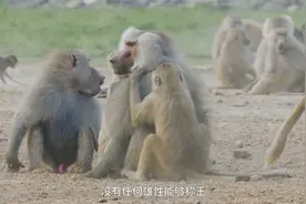 灵长：阿拉伯狒狒首领，妻妾不得离开它半步，觅食都不能离开视频封面