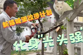 为了防止我家猫爬树翻墙，我竟然干起了“光头强”的工作视频封面