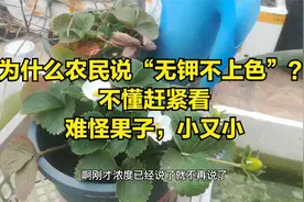 别再用“草木灰”！草莓追肥，这种肥料不能用！视频封面