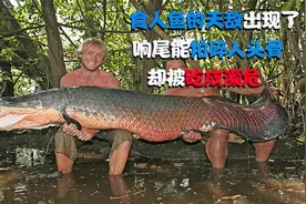 食人鱼的天敌出现了，响尾能拍碎人头骨，却被吃成濒危视频封面