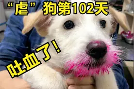 以后再也不给狗子乱吃水果了，吃了点火龙果狗狗拉肚子了视频封面