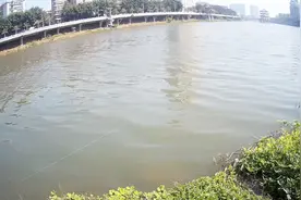 厦门是钓鱼的好地方，同安区中心河道路亚各种鱼视频封面