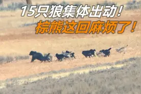 15只狼大战棕熊！团结的力量是非常可怕的！视频封面