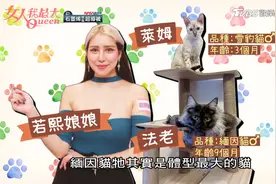 若熙娘娘分享 调理缅因猫体 每天必喂补品！视频封面