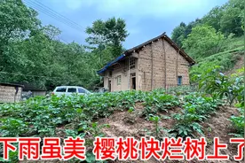 雨后云雾缭绕如梦如幻，山里天冷来碗热乎手工麻食，盼天晴摘樱桃
