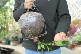 把辣椒倒过来栽种，太有创意了视频封面