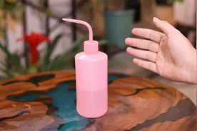 家里养多肉用什么浇水？园艺师教你，用弯嘴浇水壶，防止叶片腐烂视频封面