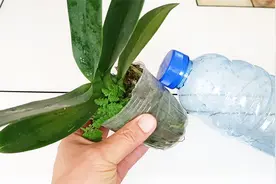 养蝴蝶兰之“裸根水汽法”，不烂根空根，1个月浇水1次，真省心视频封面