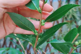 茶花是“拼命13郎”，一件事做不好，花苞再多也打不开视频封面