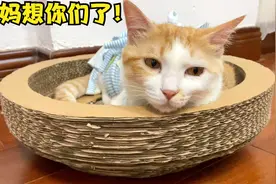 母猫想念送走的孩子，伤心的哭了，主人播放短片安慰瞬间破涕为笑视频封面