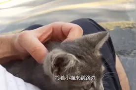 男子上街散步，遇见可爱流浪猫，萌得人心都化了视频封面