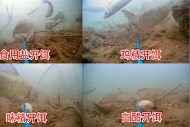 厨房里的什么调味剂开饵效果最好？水下测试告诉你答案！视频封面