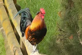 大公鸡一大早在农场打鸣，叫声响亮，太美了视频封面