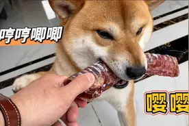 会撒娇会嘤嘤叫的柴犬就是可爱，每次都叼着零食来找主人靠在身旁视频封面