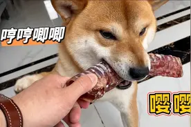 会撒娇会嘤嘤叫的柴犬就是可爱，每次都叼着零食来找主人靠在身旁视频封面