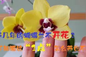养3年的蝴蝶兰不开花？不知道这“1点”再养几年也不开！看看视频封面
