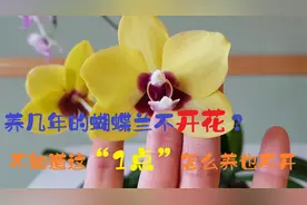 养3年的蝴蝶兰不开花？不知道这“1点”再养几年也不开！看看视频封面