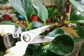 夏季养豆瓣绿，剪一刀后再补点它，叶片肥厚长势旺视频封面