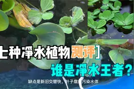 鱼池七种净水植物，经过1年测评，原来它才是净水植物王者视频封面