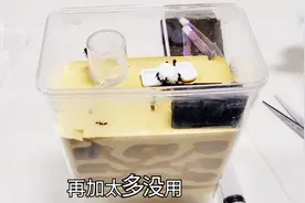 188元第六代豪华“蚂蚁城堡”，自带温度湿度计，还送了120只蚂蚁