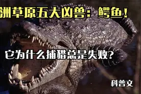 非洲草原五大凶兽鳄鱼，做为草原上的霸主，为何频频捕猎失败？视频封面