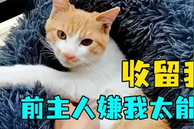 家里闯进一只流浪猫，又凶又能吃，据说前主人因它食量太大而弃养视频封面