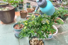 自制天然农药无毒无害，给蔬菜杀虫消毒7天见效，菜长的又快又好视频封面