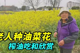 上海老人种了一大片油菜花，开花后榨油和做菜饼吃，丰富老年生活视频封面