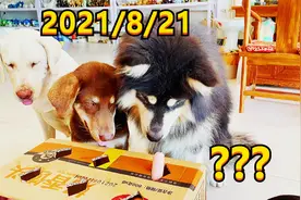 铲屎官安排的狗狗反应小测验，狗宝小朵的反应让人佩服！视频封面