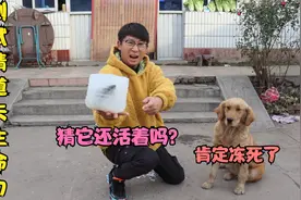 小亮用清道夫做实验，看它被冻住后还能不能存活，期待揭开谜底吧视频封面