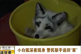 小白狐深夜现身马路，被冻得奄奄一息，警民联手送它“回家”视频封面
