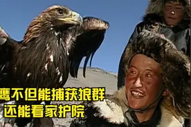 哈萨克人千百年的训鹰技巧，可以让猎鹰用来捕获狼群还能看家护院视频封面
