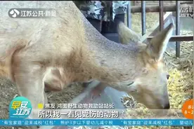 4年救助两百多只野生动物！他们是大山深处的“精灵守护者”视频封面