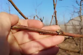 零下17度桃树结果枝受到轻度冻害，怎样做防范措施视频封面