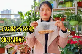 黄豆这样处理，秒变优质氮肥，15天给花浇一次，养啥都能长得旺盛视频封面