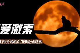 恋爱激素！维持女性内分泌稳定的最强激素！视频封面