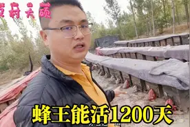 养50箱蜜蜂1年能赚多少钱？农村养蜂大叔告诉你，听完想干吗